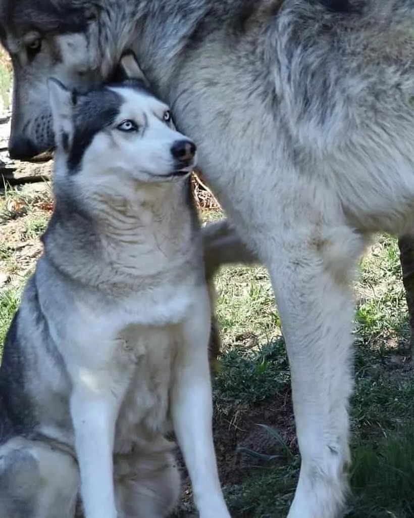 Imagen de Un lobo y Husky tienen una diferencia de tamaño muy distinta!
#interesante